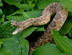 Snake venoms: from production to bioprospecting

